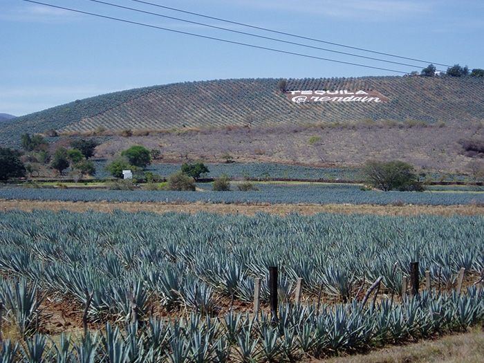 Campos de agave em Tequila, México | Foto por Mdd4696 via Wikimedia Commons