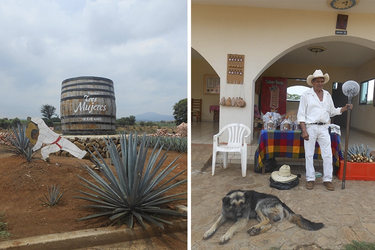 Entrada da destilaria Tres Mujeres e Rafa, o simpático jimador, e seu cachorro companheiro | Fotos por Renata Ferri