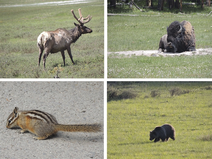 Cervos, búfalos, esquilos e ursos... animais que podem ser vistos na estrada e no parque | Foto Sabrina Levensteinas